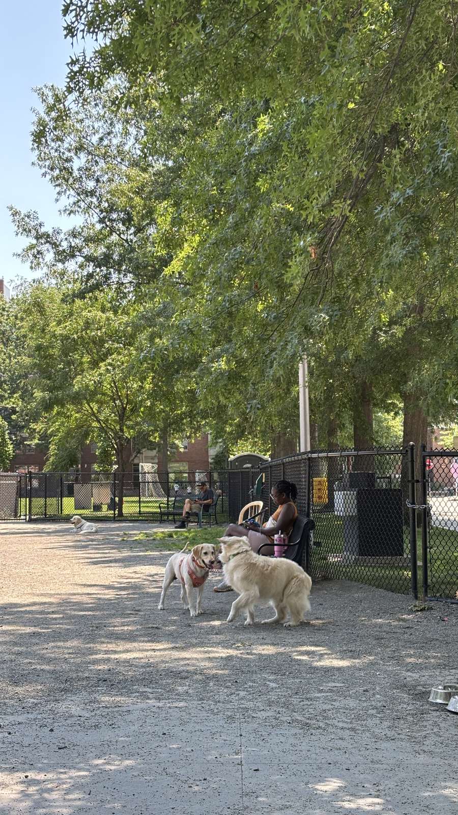 Two large dogs greeting each other in a fenced off-leash dog park in East Cambridge